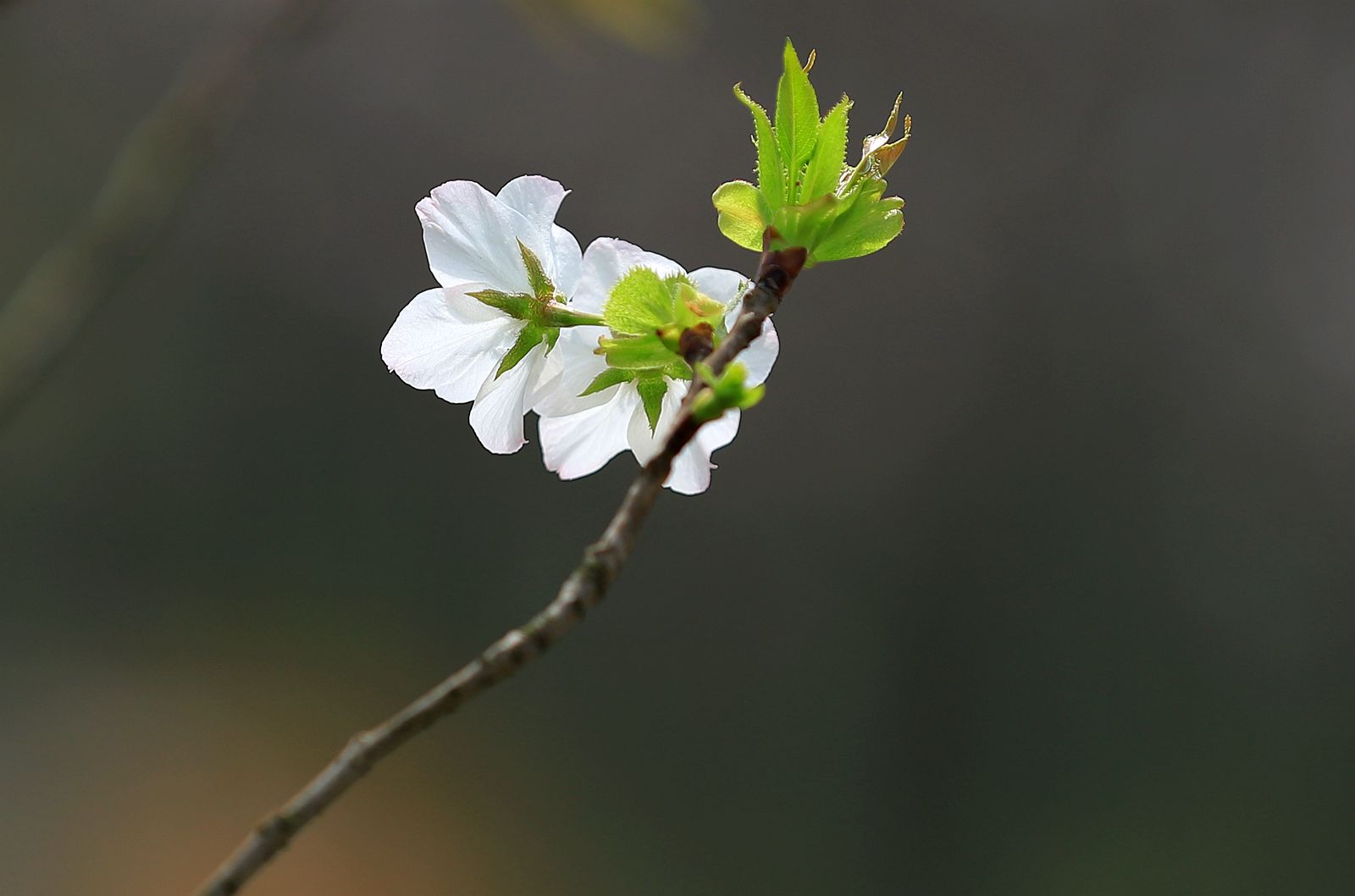 IMG_3527_副本.jpg