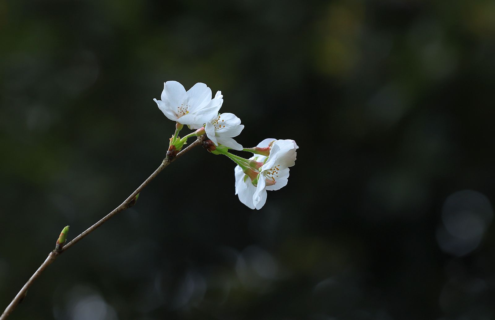 IMG_3721_副本.jpg