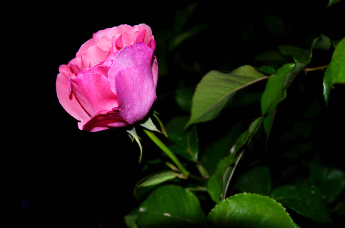_DSC0016_副本.jpg