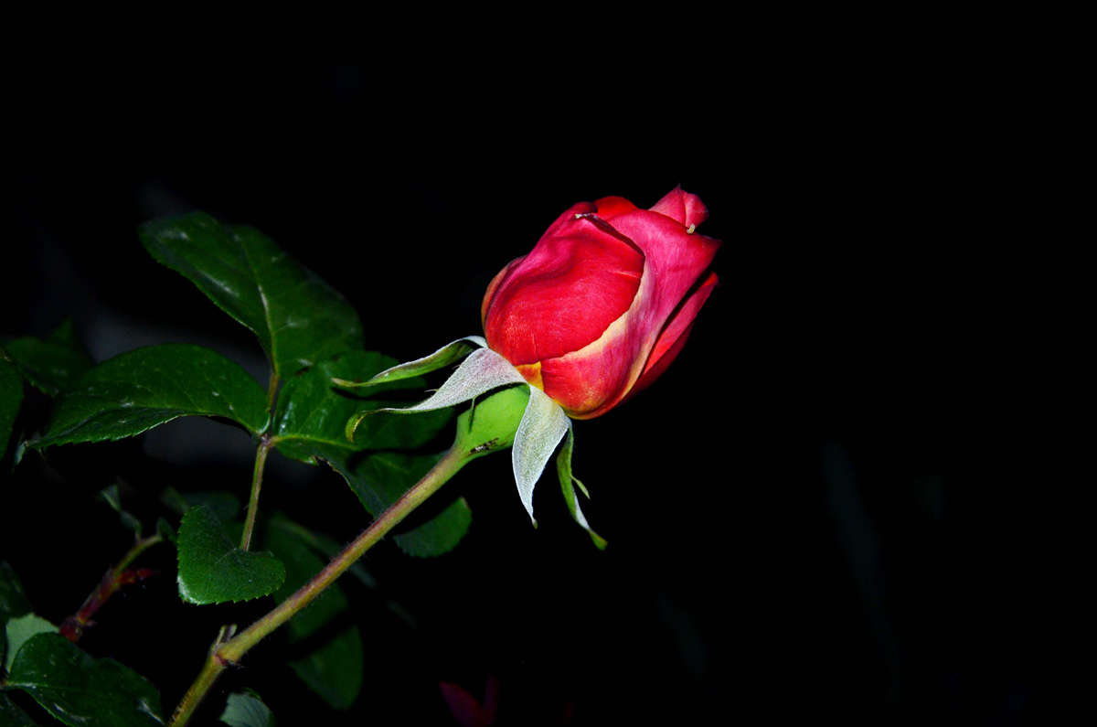 _DSC0039_副本.jpg