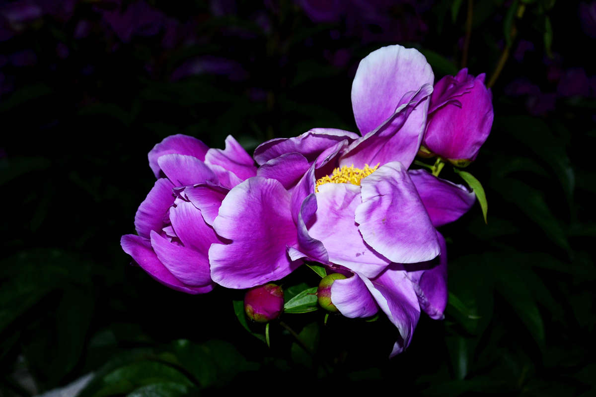 _DSC0013_副本.jpg