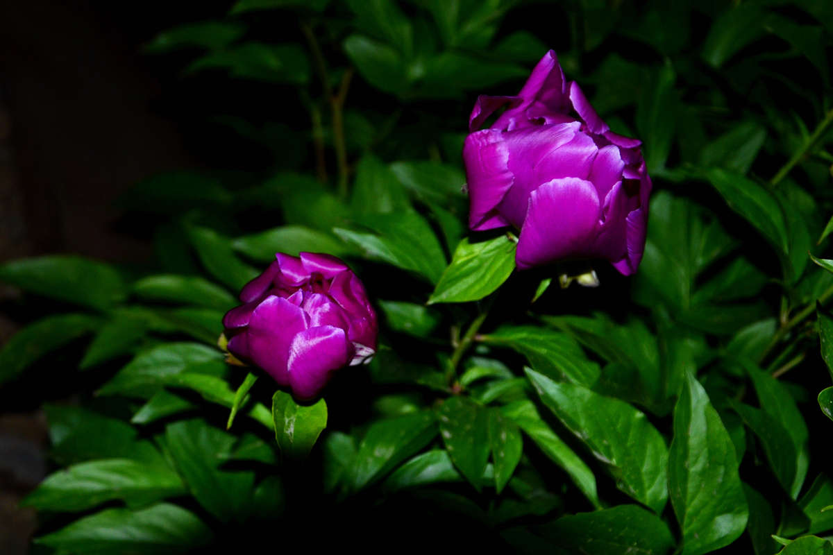 _DSC0029_副本.jpg