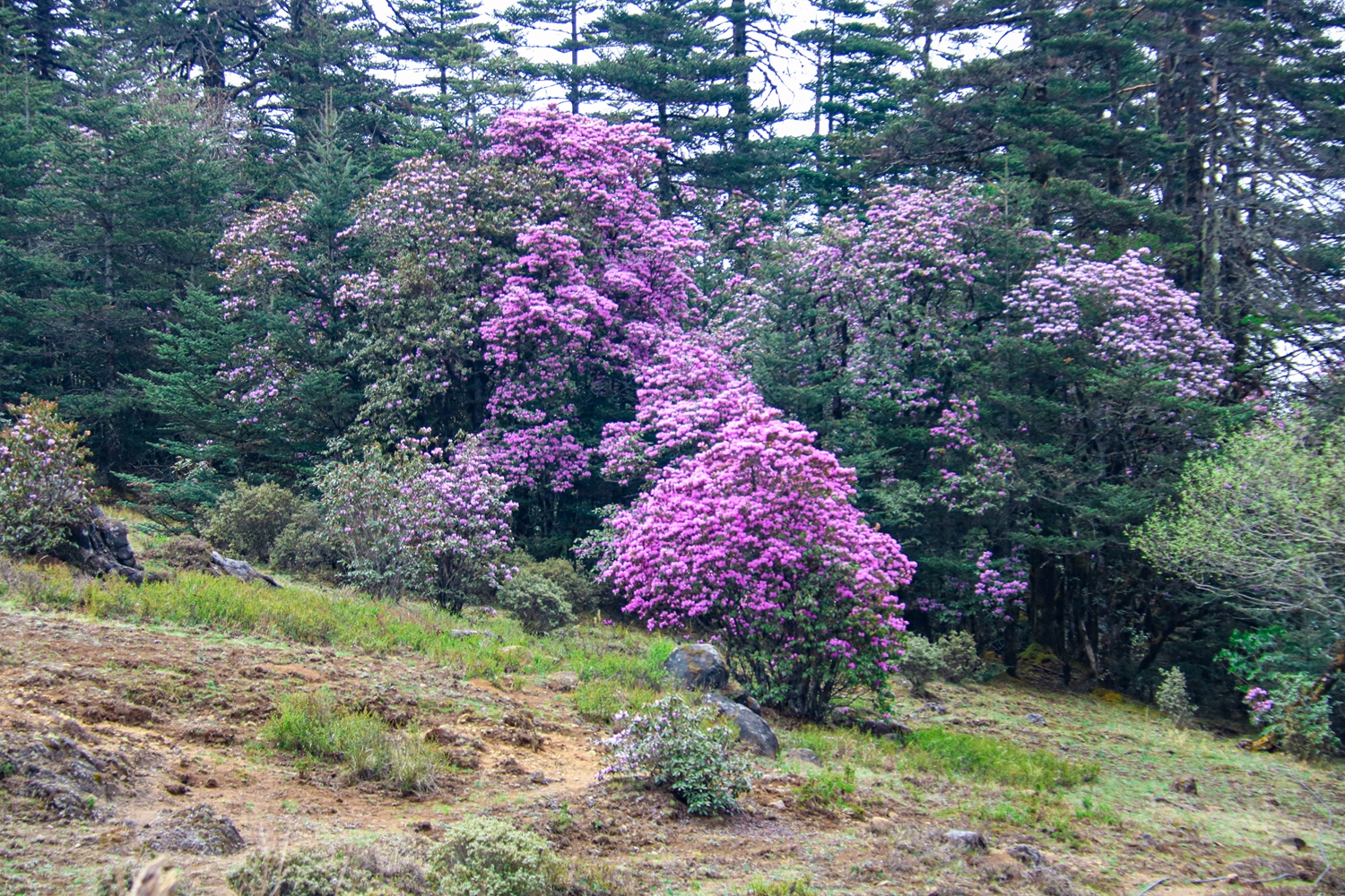 百灵山3.JPG