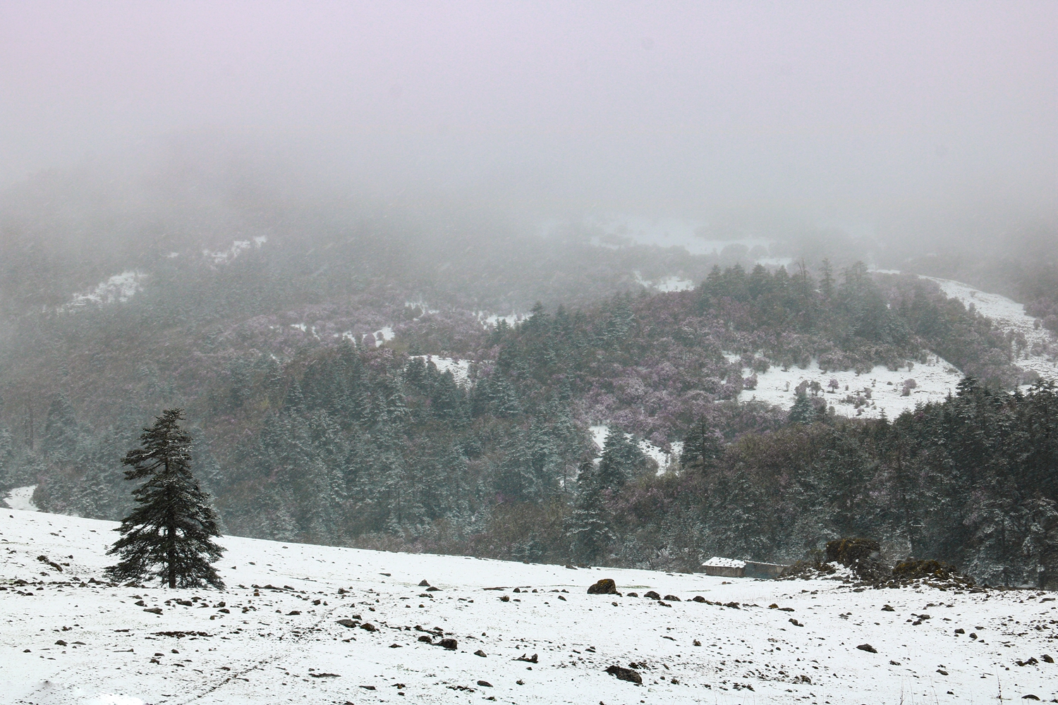百灵山17.JPG