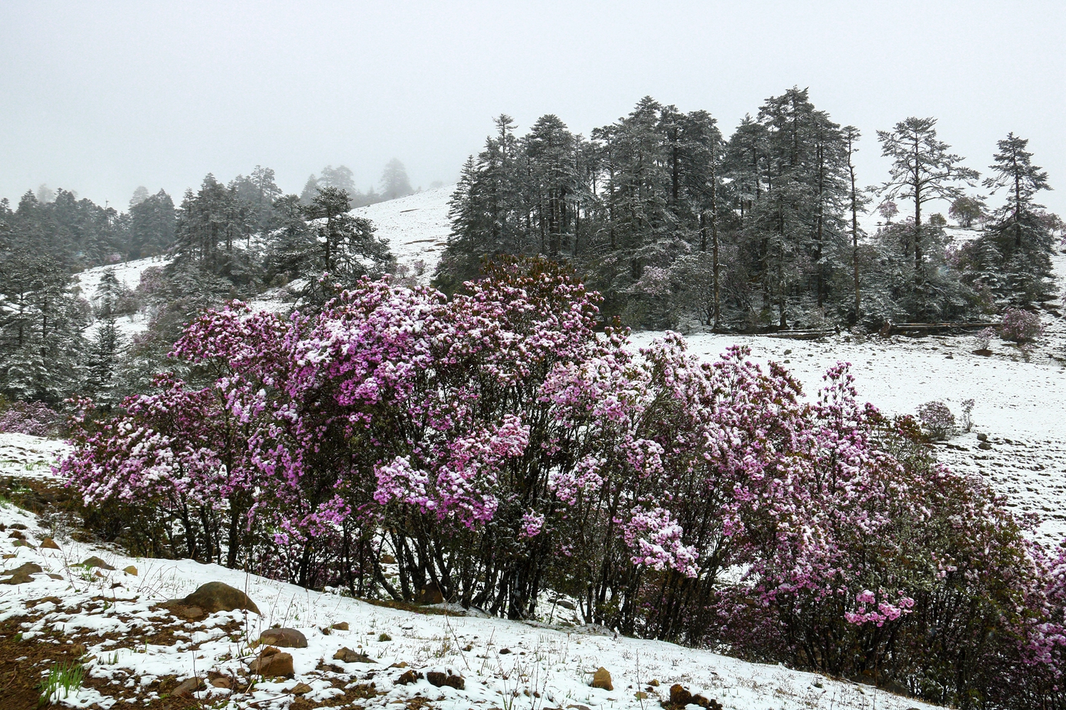 百灵山19.JPG