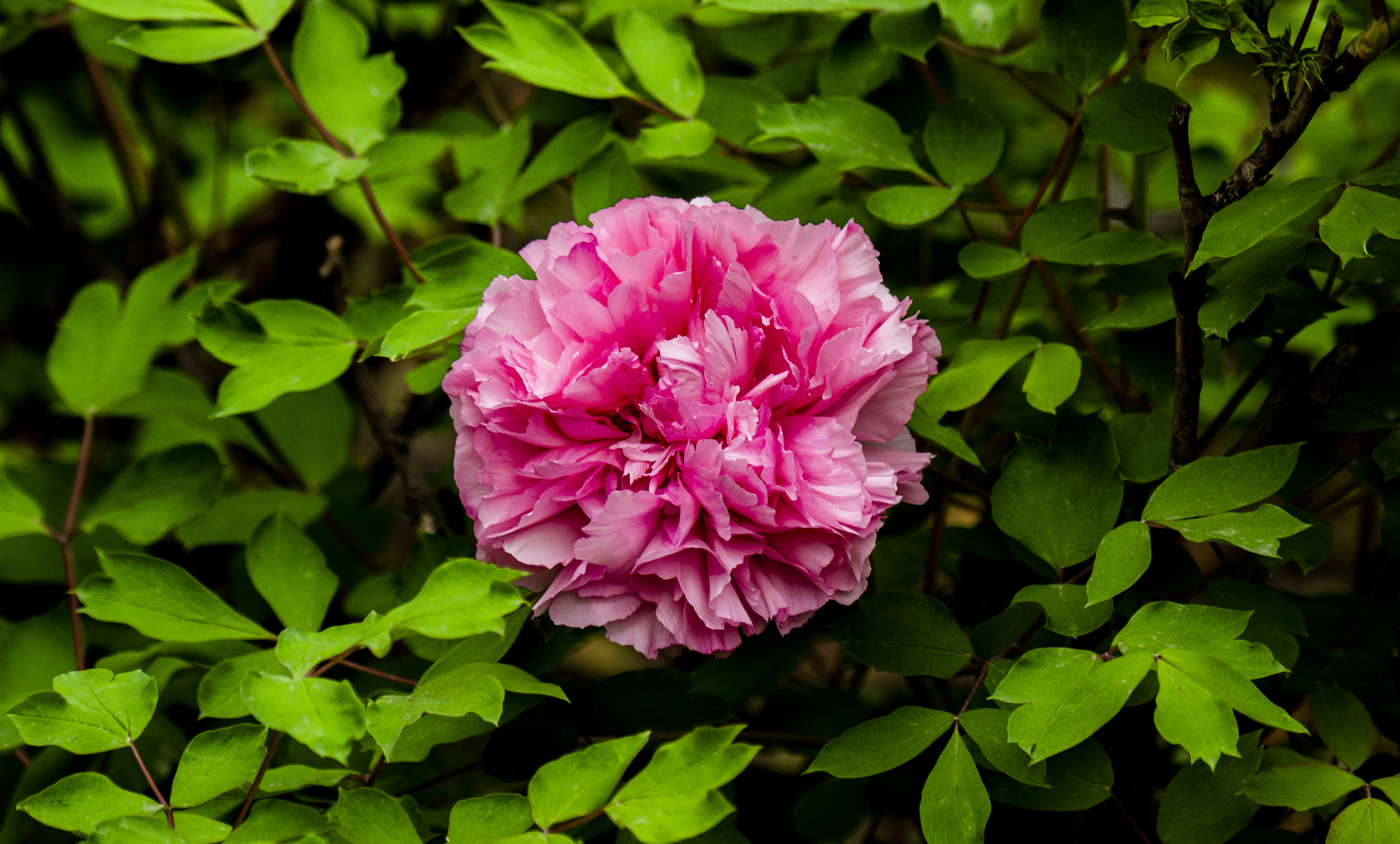 11DSC_5693.jpg