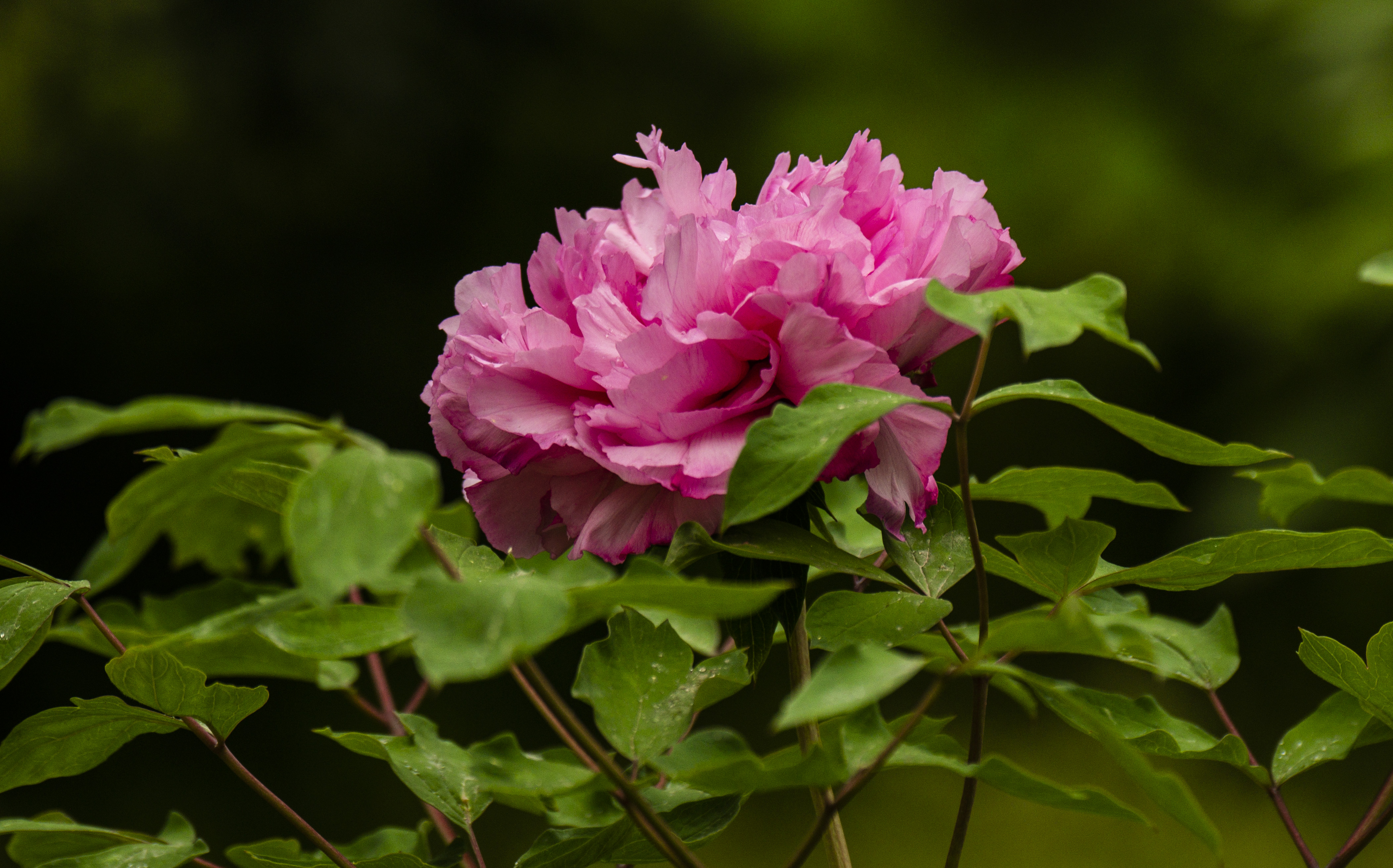 11DSC_5665.jpg