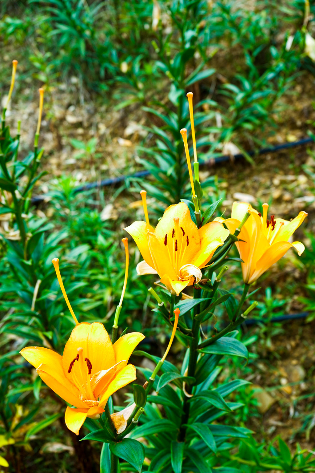 DSC06991.JPG
