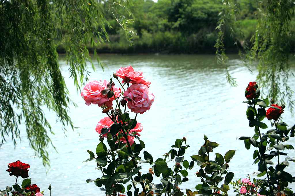 IMG_9172_副本.jpg