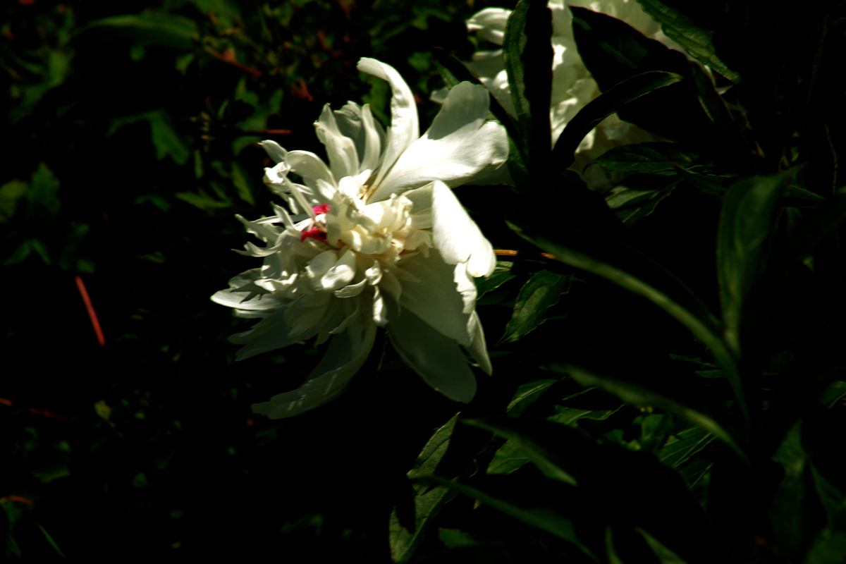 FU2A0323.JPG