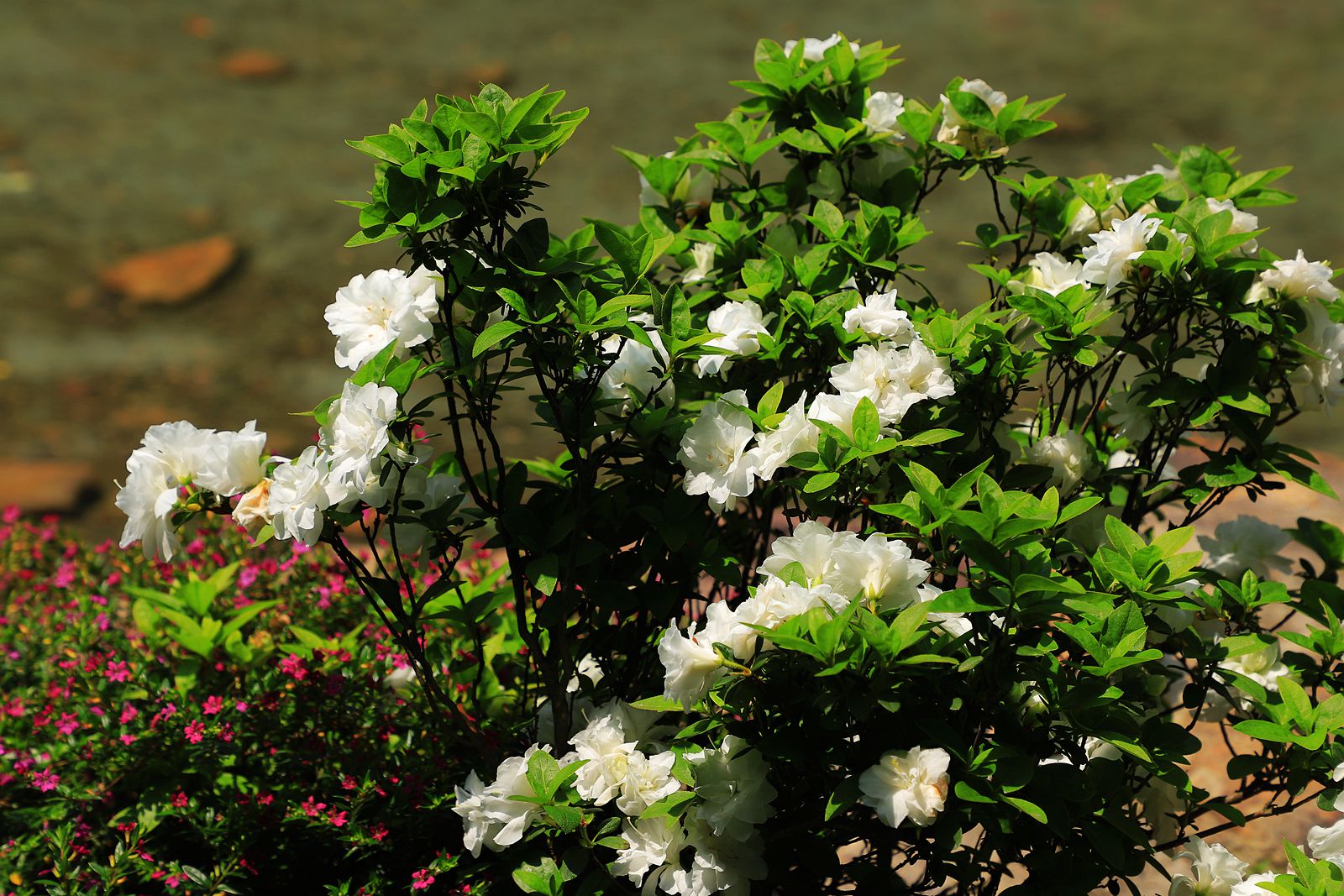 IMG_5703_副本.jpg