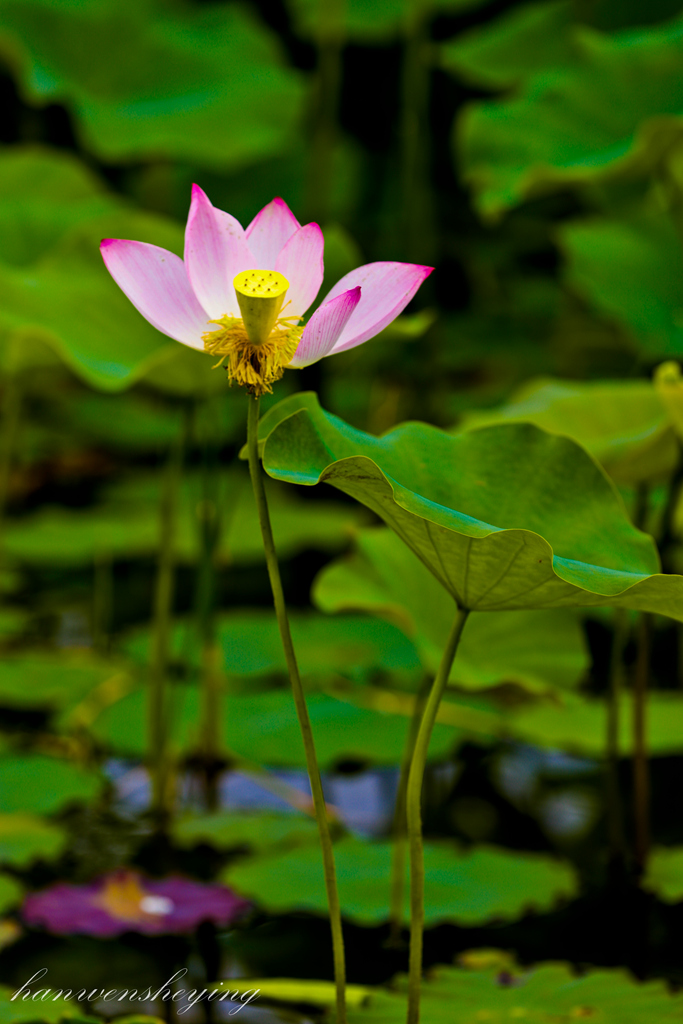 IMG_3429-副本.JPG