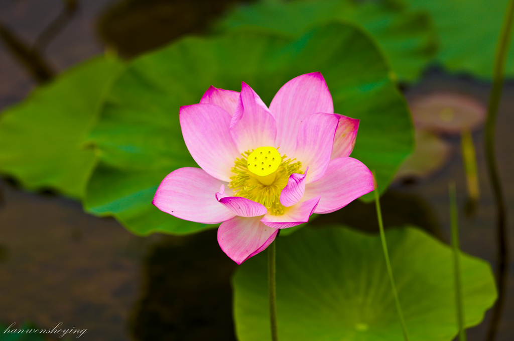 IMG_3438-副本.JPG