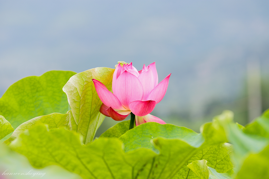 IMG_3447-副本.JPG