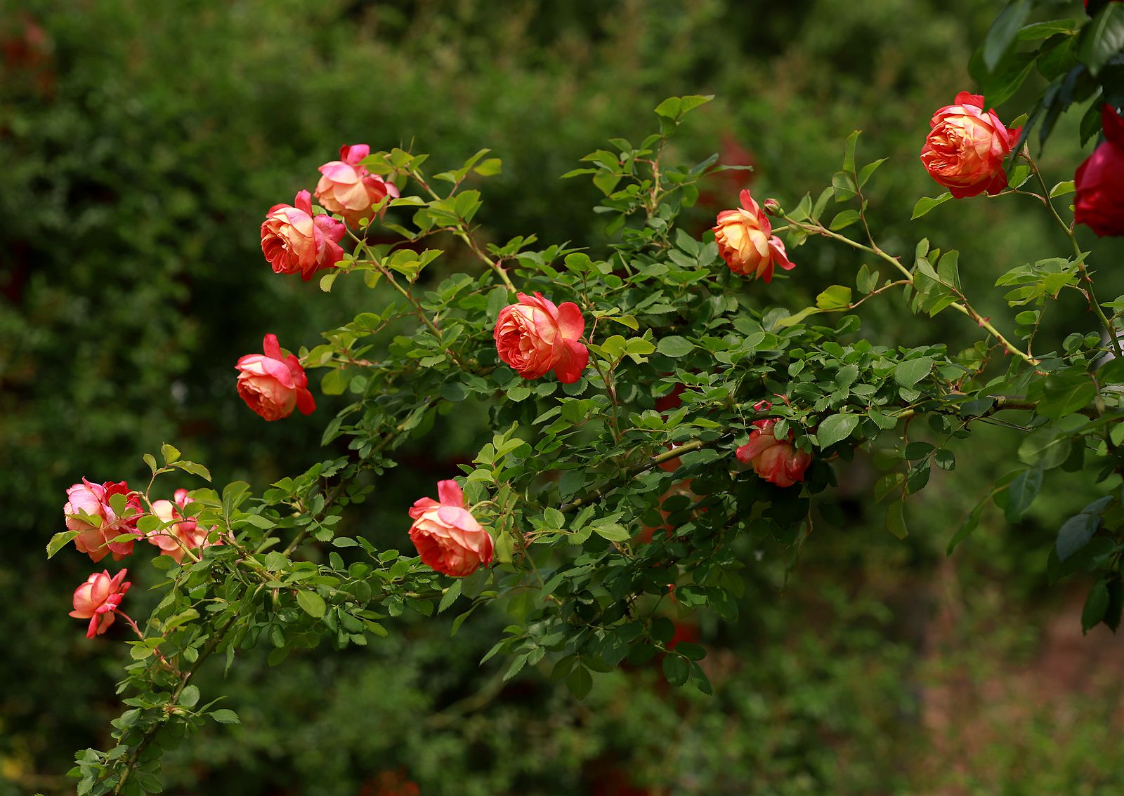 IMG_5926_副本.jpg