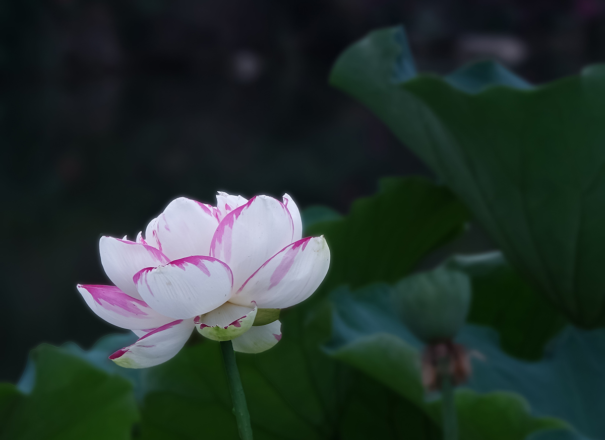 3aDSC01731拷贝.jpg