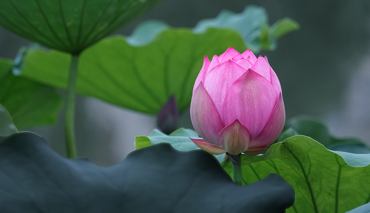 8aDSC01768拷贝.jpg