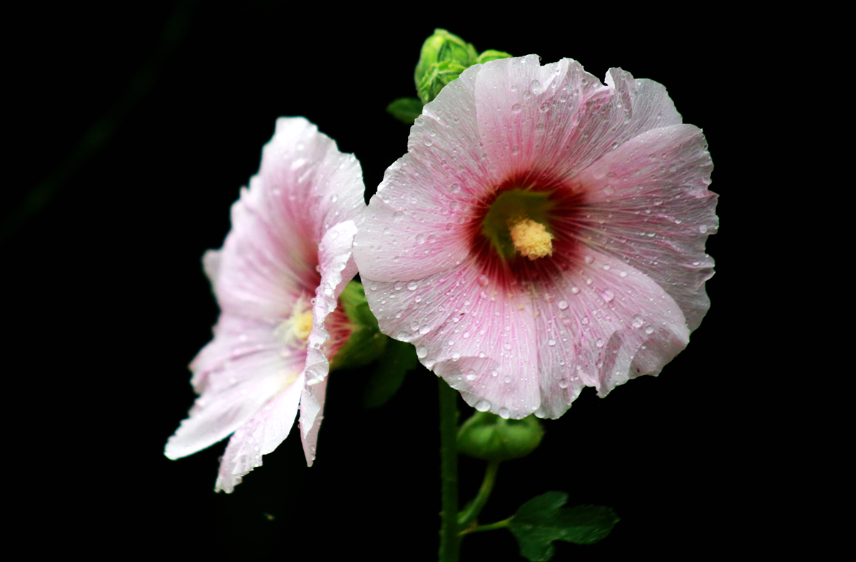 FU2A0005.JPG
