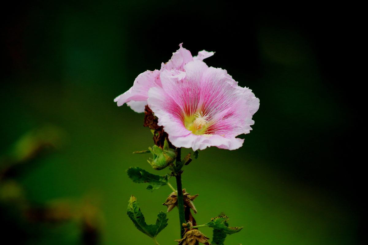 FU2A0011.JPG