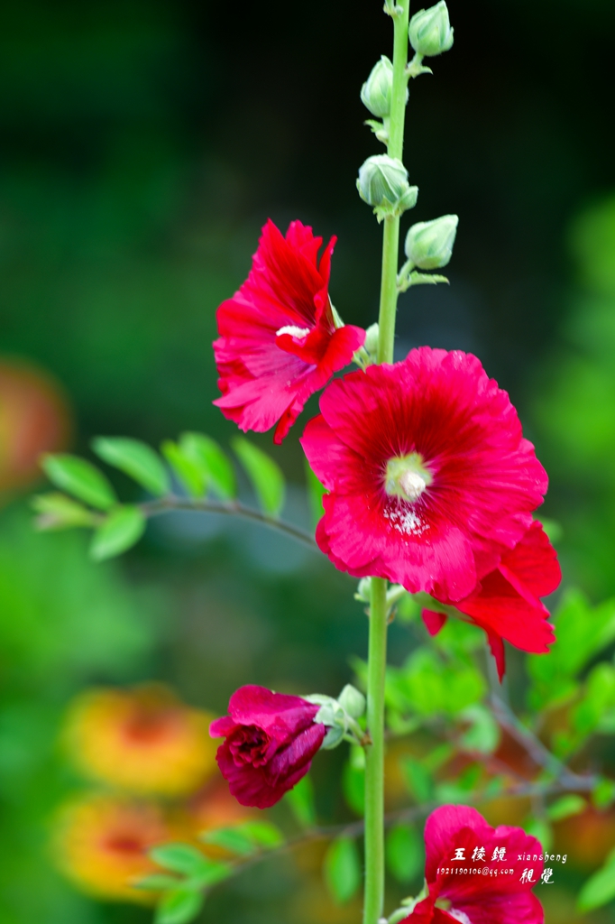 DSC_2866.JPG