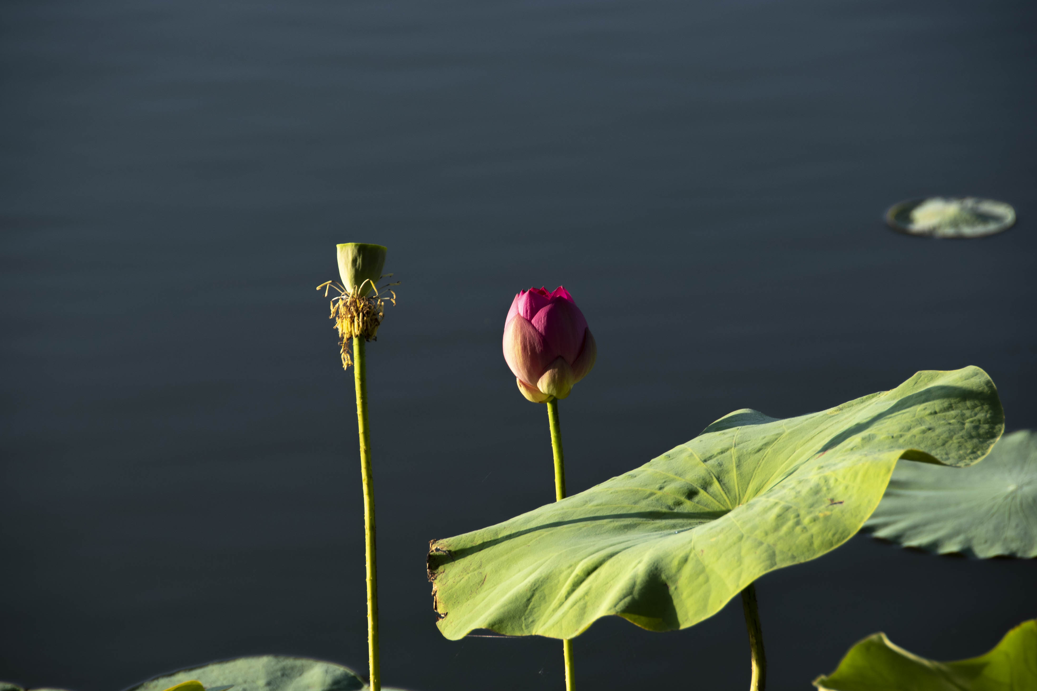 DSC_2174.jpg