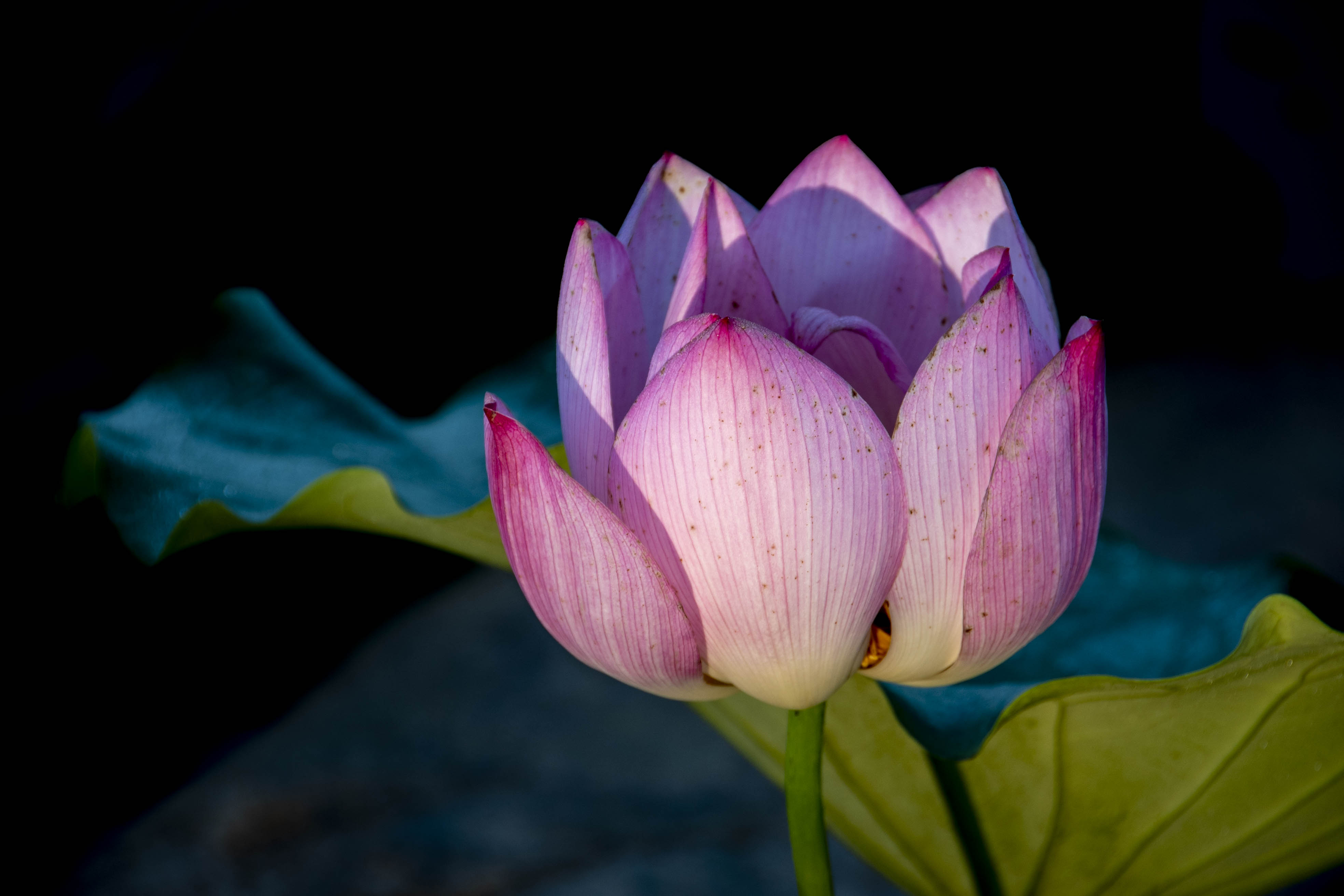DSC_2153.jpg