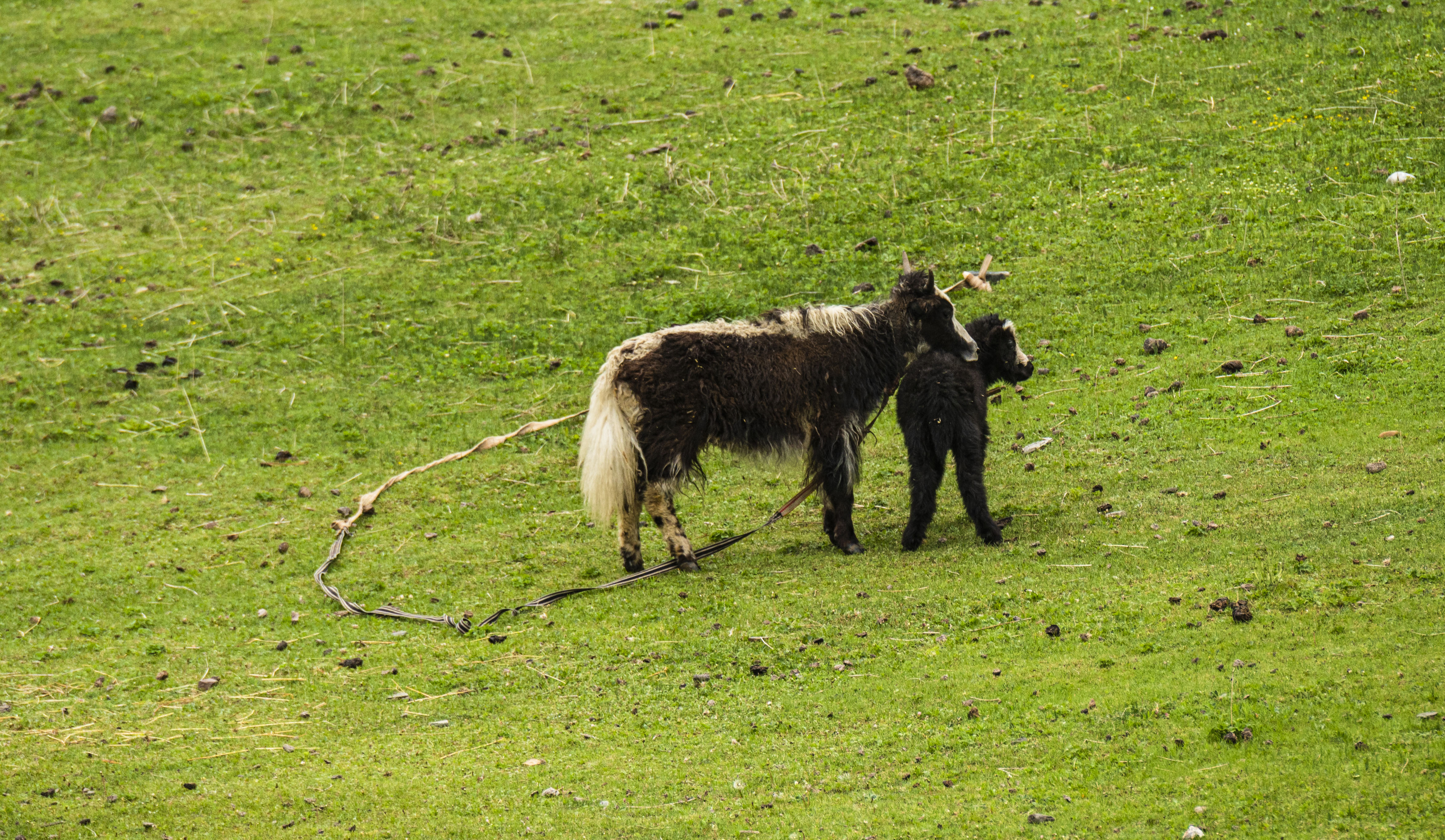 11DSC_6095.jpg