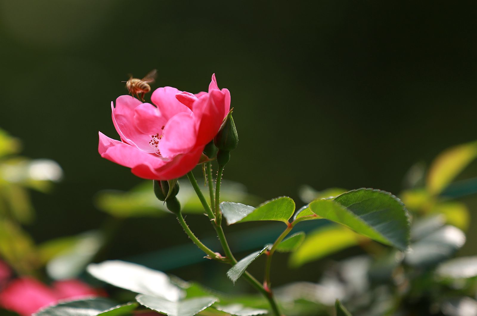IMG_5906_副本.jpg