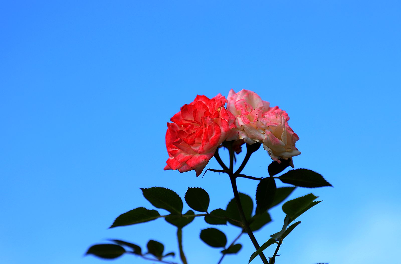 IMG_6285_副本.jpg