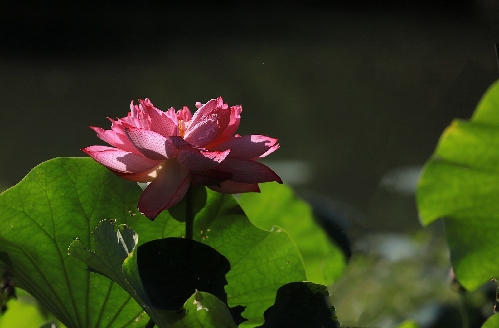 IMG_7538_副本.jpg