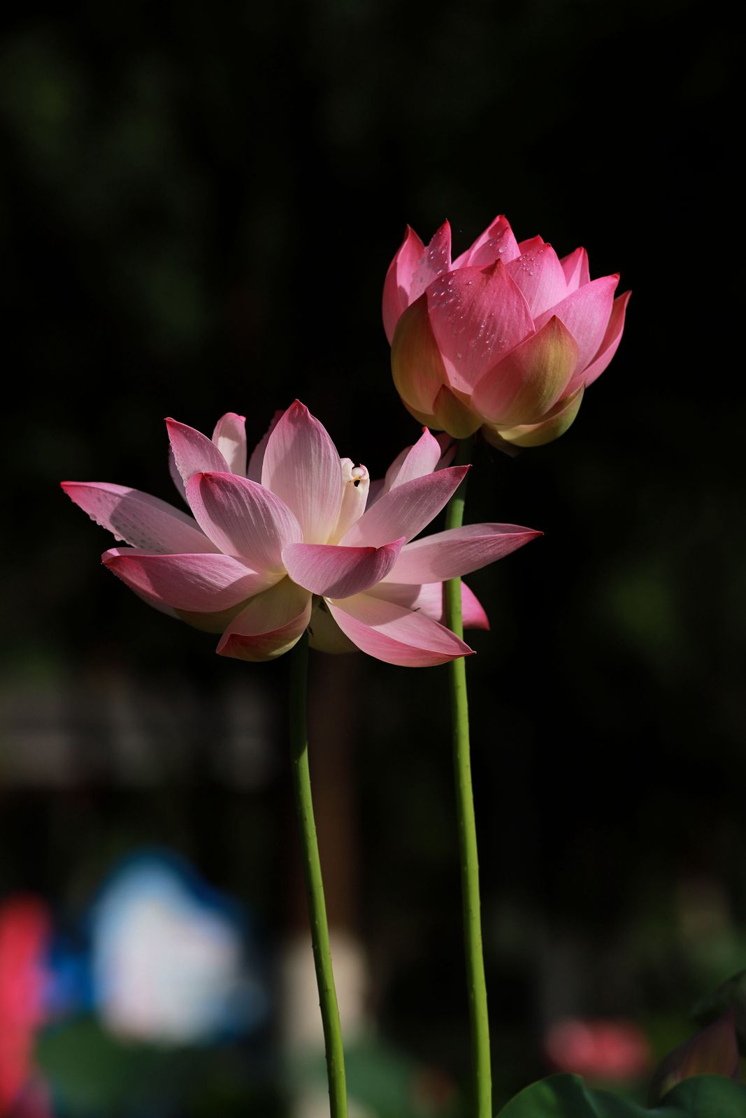 IMG_7632_副本.jpg
