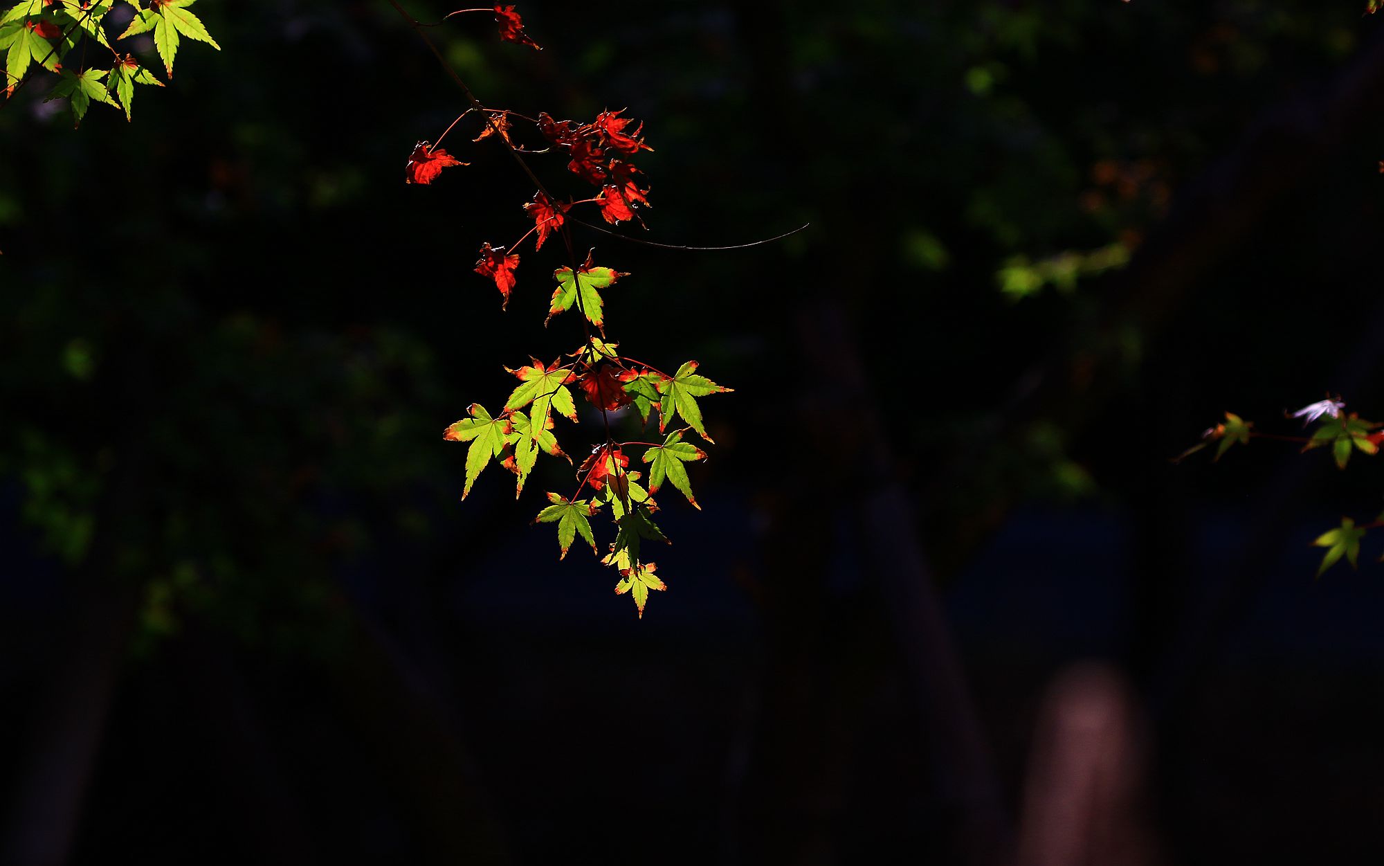 587A2530.JPG