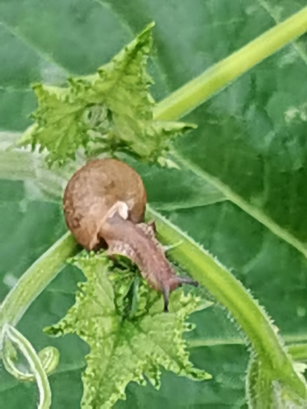 蜗牛4.jpg