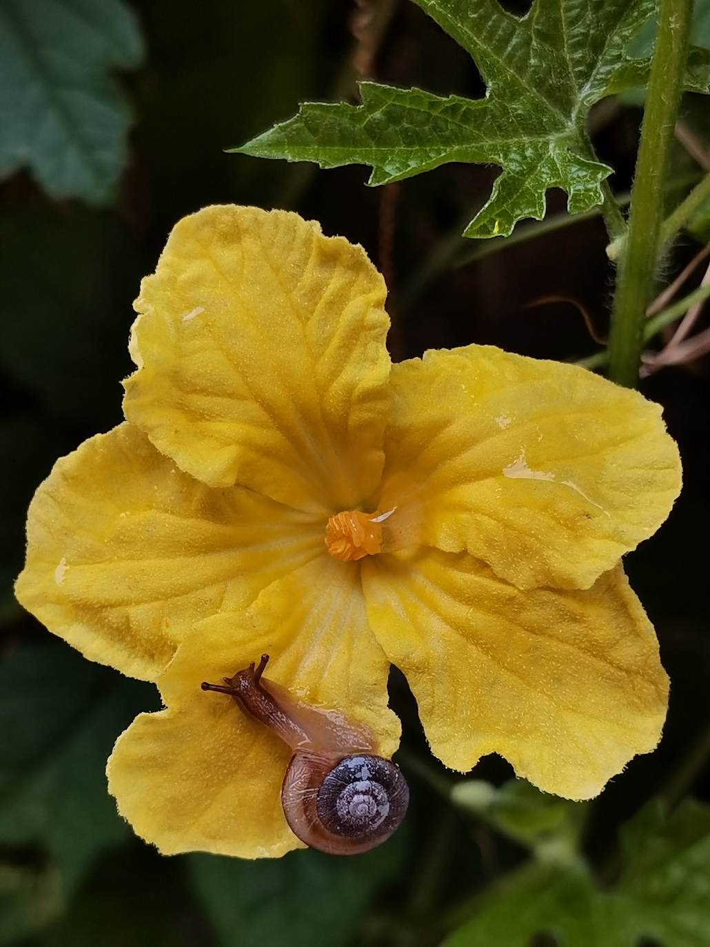 蜗牛7.jpg