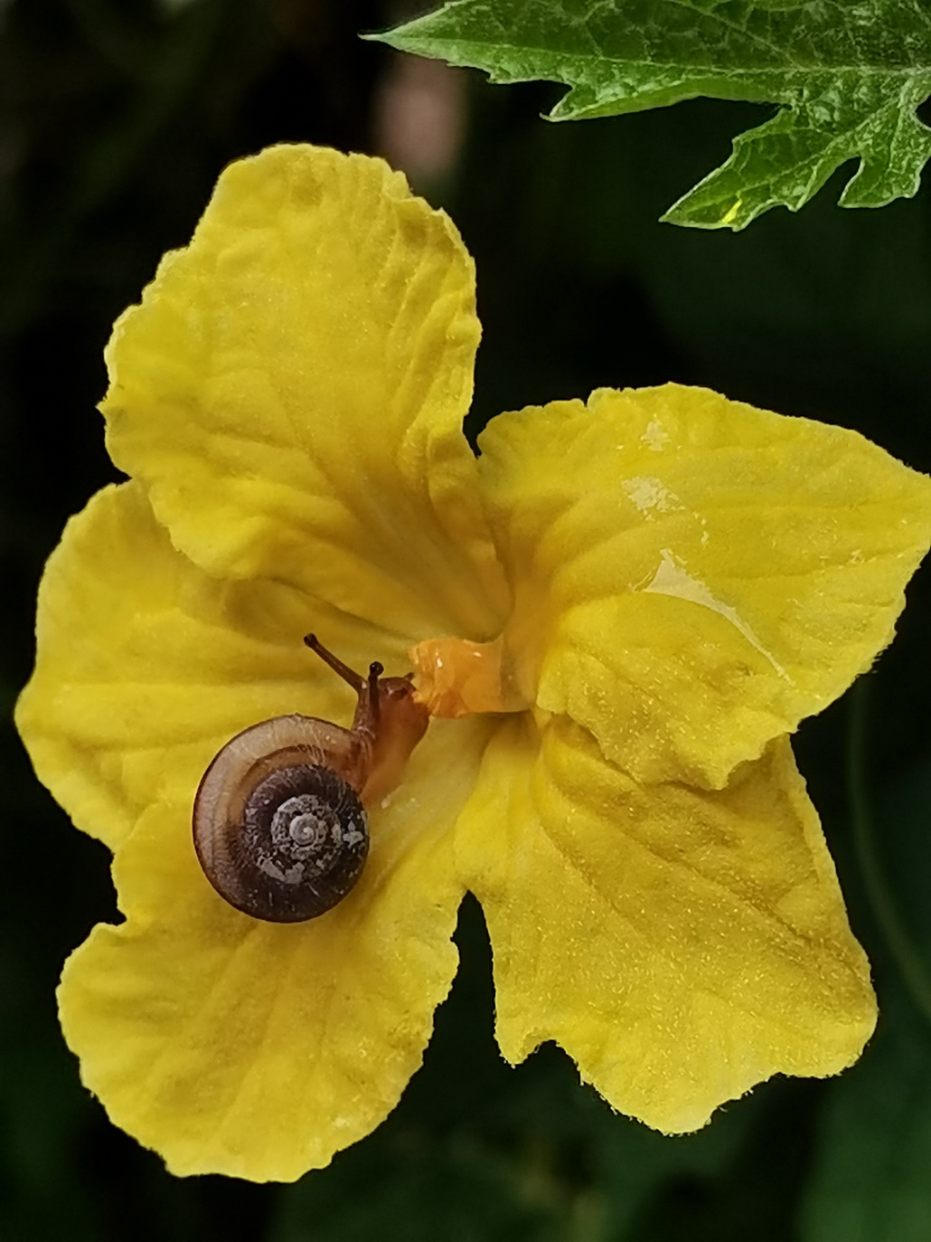 蜗牛8.jpg