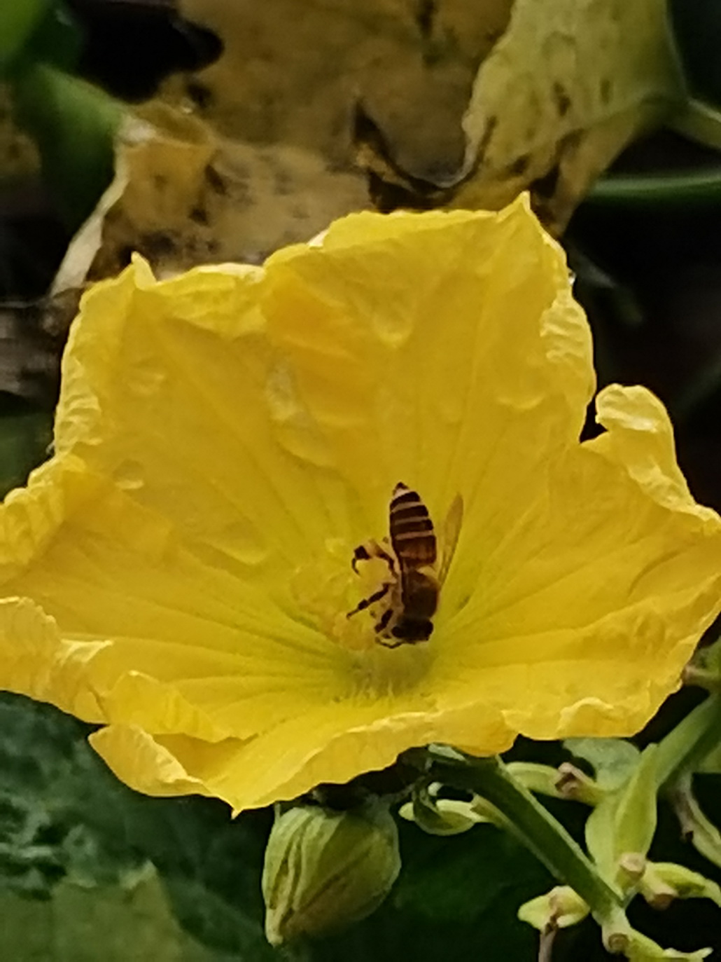 蜜蜂4.jpg