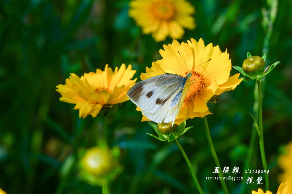 DSC_2067.JPG