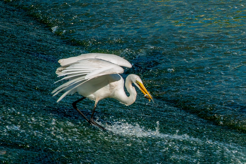 _DSC7904白鹭_副本.jpg