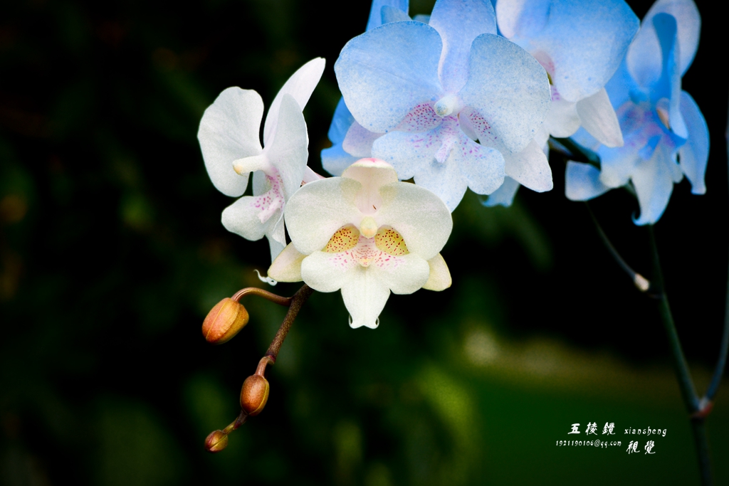 DSC_5689.JPG