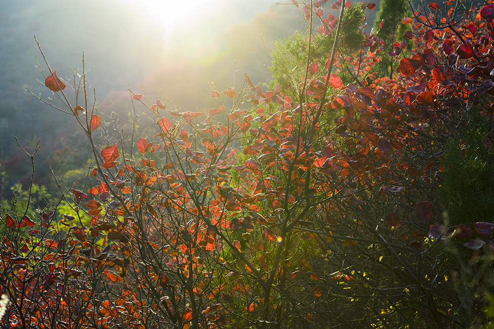 _DSC1134拷贝ys.jpg