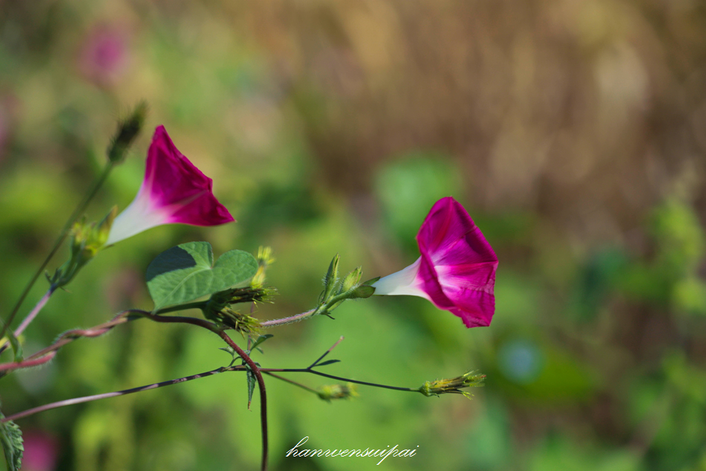 IMG_7976.JPG