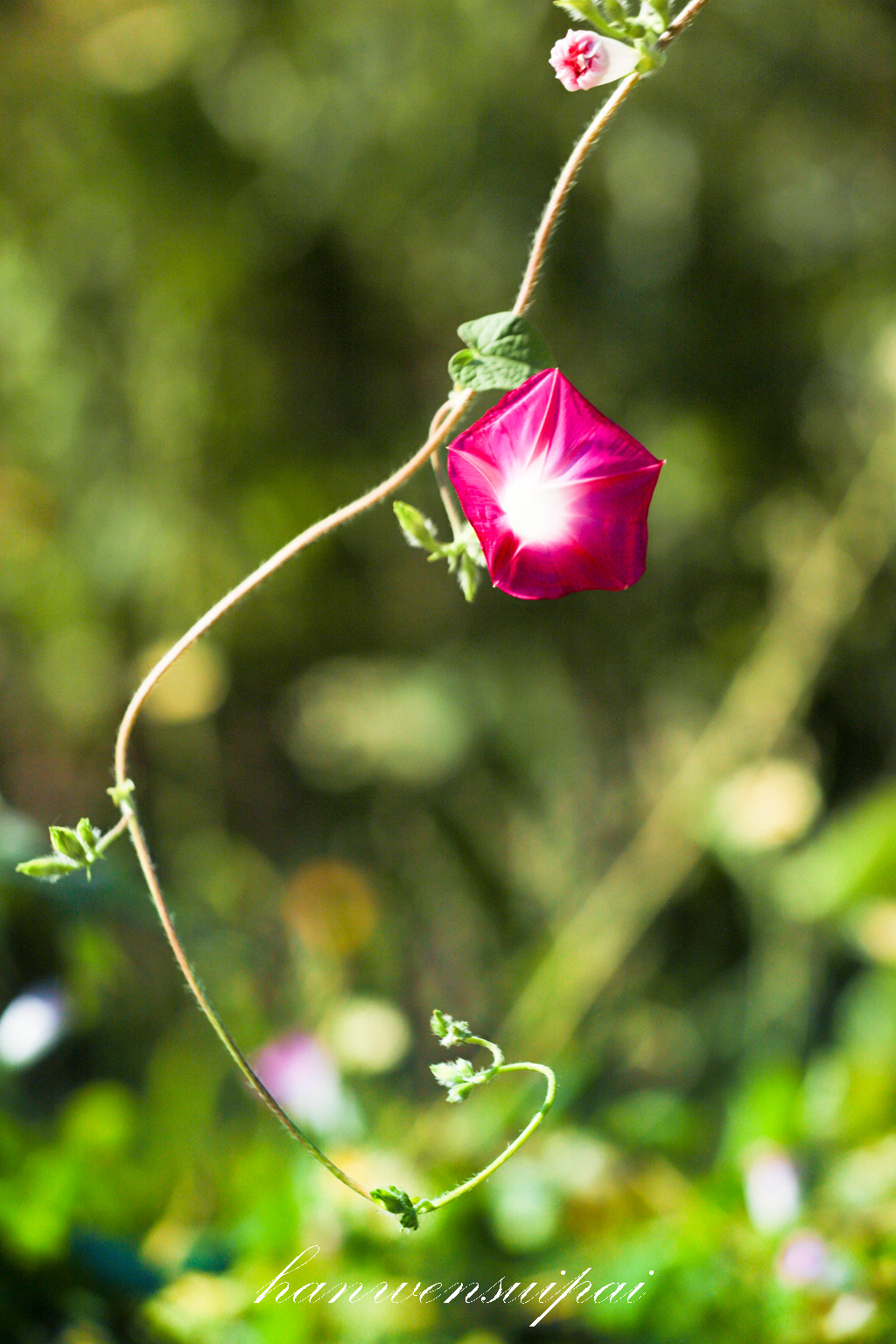 IMG_7986.JPG