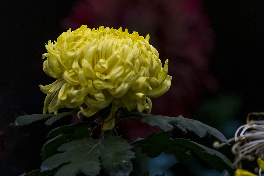 614A72441.jpg