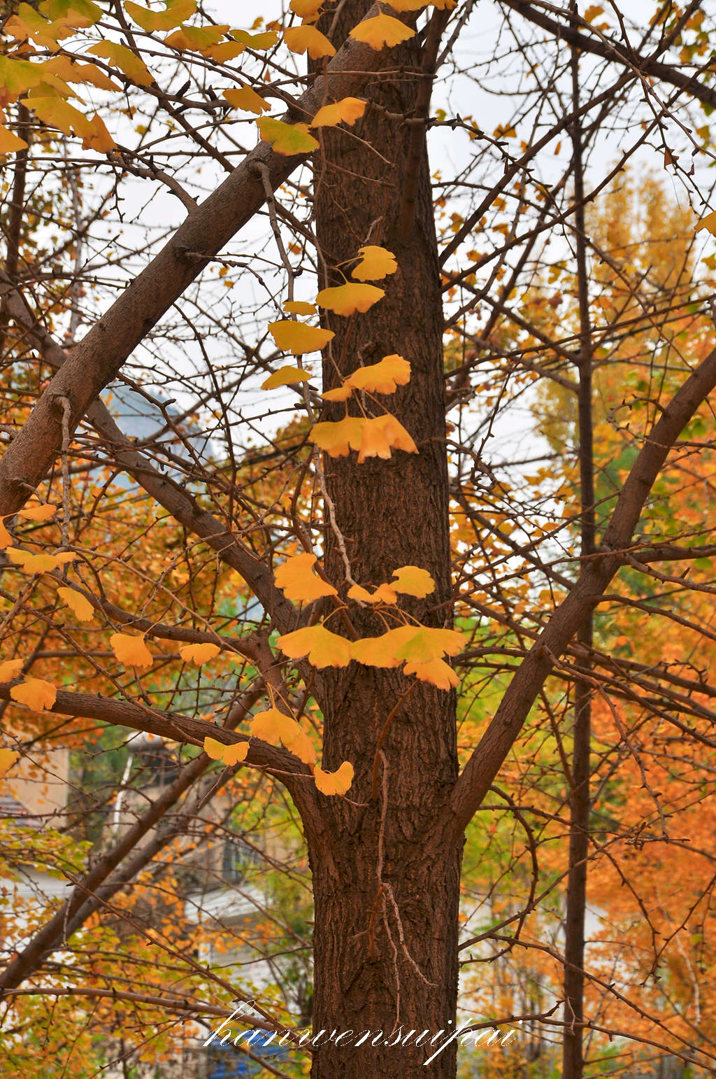 DSC_0012.JPG