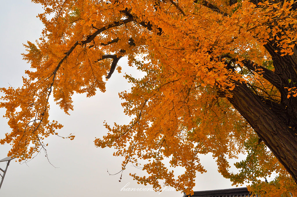 DSC_0043.JPG