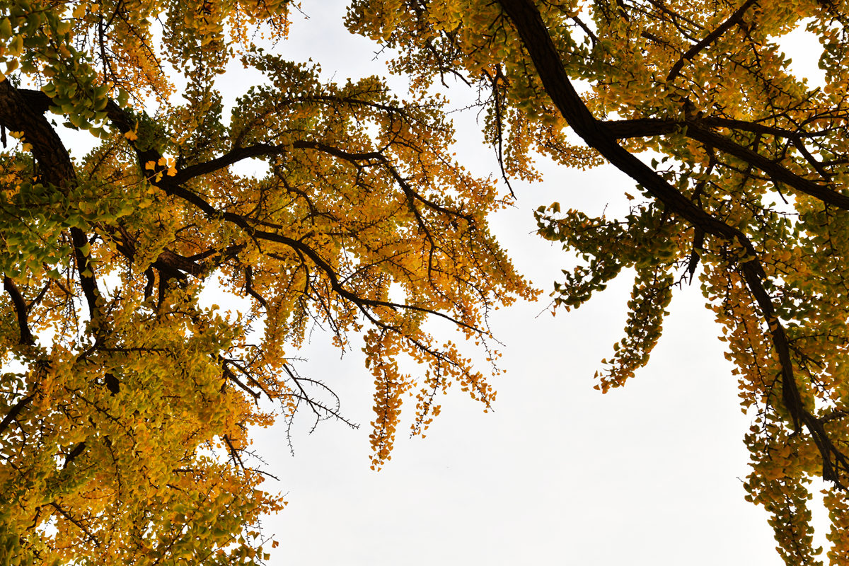 DSC_6000_副本.jpg