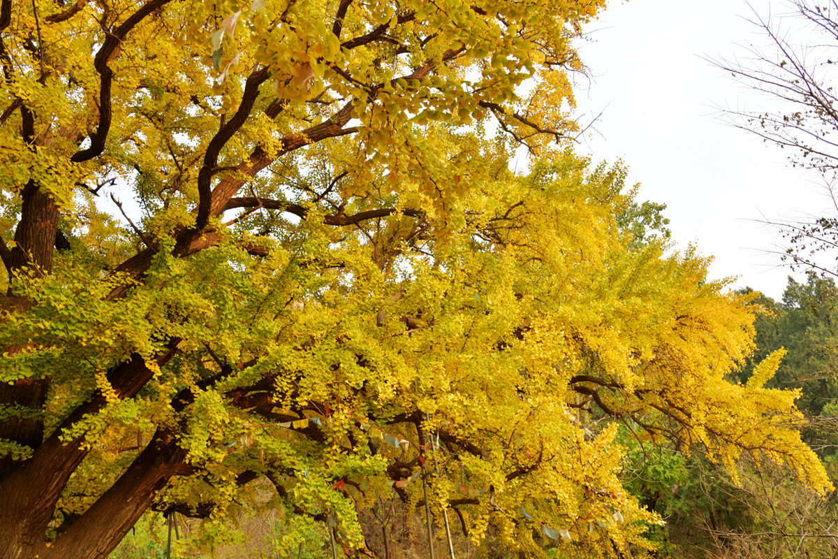 DSC_6013_副本.jpg
