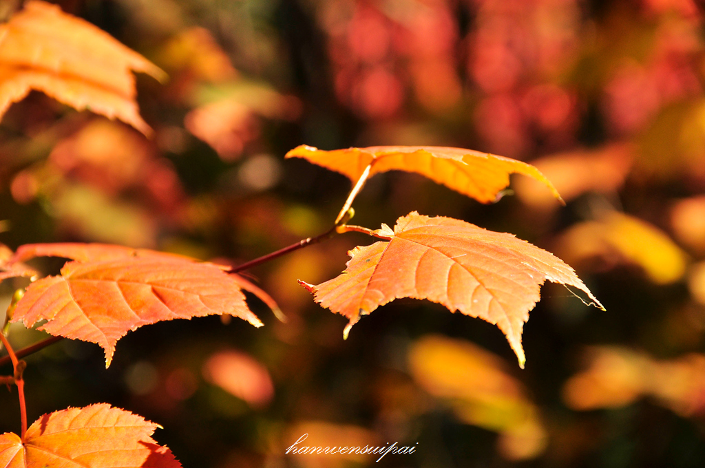 DSC_0046.JPG