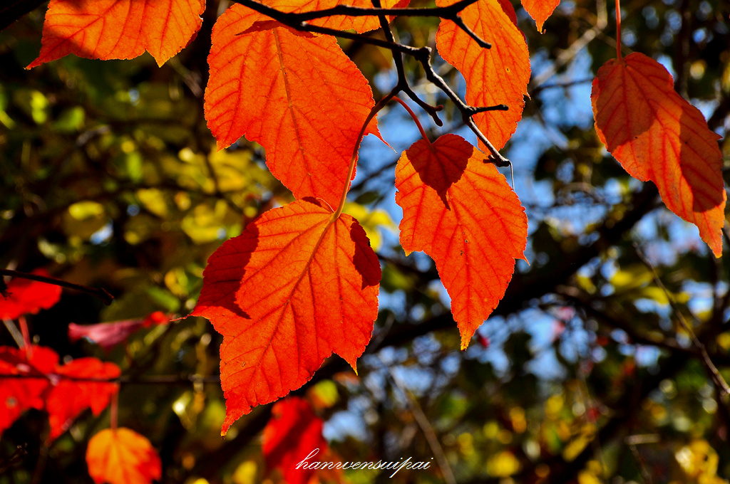 DSC_0050.JPG