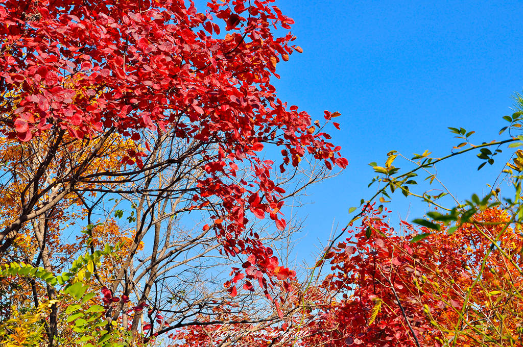 DSC_0055.JPG